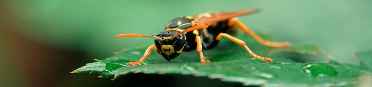 Elektronischer Stichheiler bei Insektenstichen